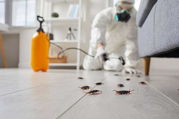 Trusted Termite Control service in South Beach, FL - Nex Pest Control